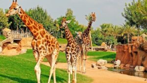 Bioparco zoo Valencia